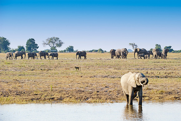 Africa, Africa, Africa, Botswana, Botswana, Chobe, Dumbo, India, Kenya, Kenya, Mara, Masai, Moremi, Namibia, Namibia, Savuti, South, South, Tanzania, Tanzania, Zambia, Zimbabwe, ears, elephant, elepha
