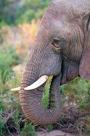Bertazzoni, Botswana, Chobe, Dumbo, India, Kenya, Mara, Masai, Moremi, Namibia, Namibia, Savuti, "South Africa", Tanzania, Zambia, Zimbabwe, baby, "black & white", ears, elephant, Africa, illegal, ivo