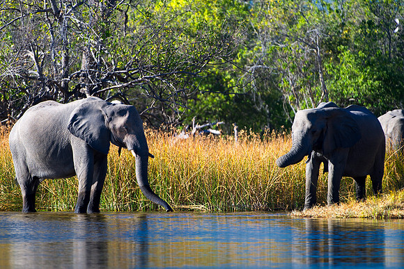 Africa, Africa, Africa, Botswana, Botswana, Chobe, Dumbo, India, Kenya, Kenya, Mara, Masai, Moremi, Namibia, Namibia, Savuti, South, South, Tanzania, Tanzania, Zambia, Zimbabwe, ears, elephant, elepha