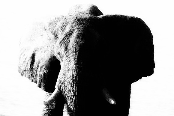 Africa, Africa, Africa, Botswana, Botswana, Chobe, Dumbo, India, Kenya, Kenya, Mara, Masai, Moremi, Namibia, Namibia, Savuti, South, South, Tanzania, Tanzania, Zambia, Zimbabwe, black & white, ears, e