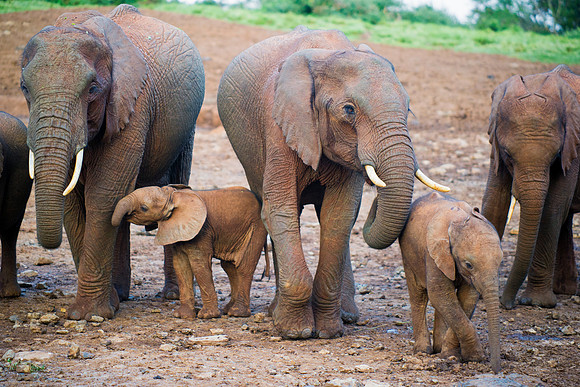 Bertazzoni, Botswana, Chobe, Dumbo, India, Kenya, Mara, Masai, Moremi, Namibia, Namibia, Savuti, "South Africa", Tanzania, Zambia, Zimbabwe, baby, ears, elephant, frica, illegal, ivory, jungle, pack,