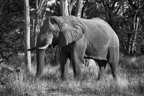 "black & white", Africa, Botswana, Chobe, Dumbo, India, Kenya, Mara, Masai, Moremi, Namibia, Savuti, "South Africa", Tanzania, Zambia, Zimbabwe, artistic, bertazzoni, black, black, ears, elephant, ill