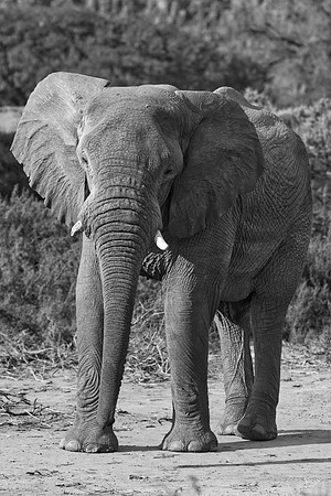 Africa, Bertazzoni, Botswana, Chobe, Dumbo, India, Kenya, Mara, Masai, Moremi, Namibia, Namibia, Savuti, "South Africa", Tanzania, Zambia, Zimbabwe, baby, "black & white", ears, elephant, illegal, ivo