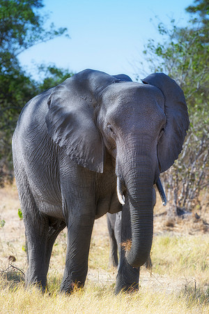 Africa, Africa, Africa, Botswana, Botswana, Chobe, Dumbo, India, Kenya, Kenya, Mara, Masai, Moremi, Namibia, Namibia, Savuti, South, South, Tanzania, Tanzania, Zambia, Zimbabwe, ears, elephant, elepha