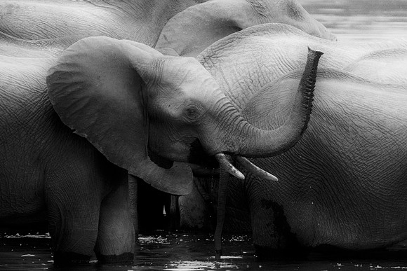 Africa, Africa, Africa, Botswana, Botswana, Chobe, Dumbo, India, Kenya, Kenya, Mara, Masai, Moremi, Namibia, Namibia, Savuti, South, South, Tanzania, Tanzania, Zambia, Zimbabwe, black, "black & white"