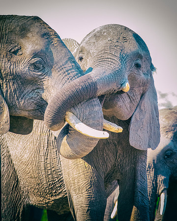 Africa, Africa, Africa, Botswana, Botswana, Chobe, Dumbo, India, Kenya, Kenya, Mara, Masai, Moremi, Namibia, Namibia, Savuti, South, South, Tanzania, Tanzania, Zambia, Zimbabwe, black, "black & white"