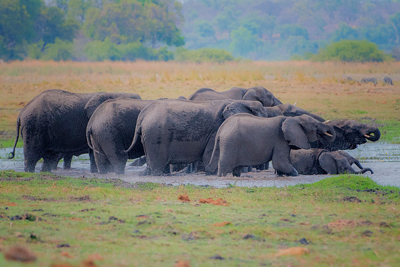 Africa, Africa, Africa, Botswana, Botswana, Chobe, Dumbo, India, Kenya, Kenya, Mara, Masai, Moremi, Namibia, Namibia, Savuti, South, South, Tanzania, Tanzania, Zambia, Zimbabwe, black, "black & white"