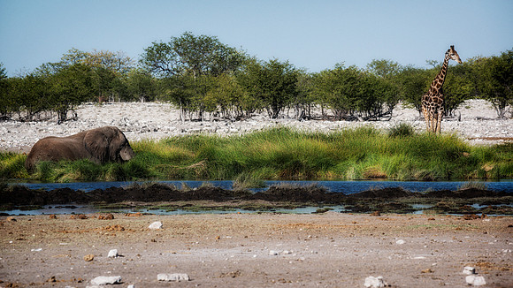 Bull Elephant - Etosha