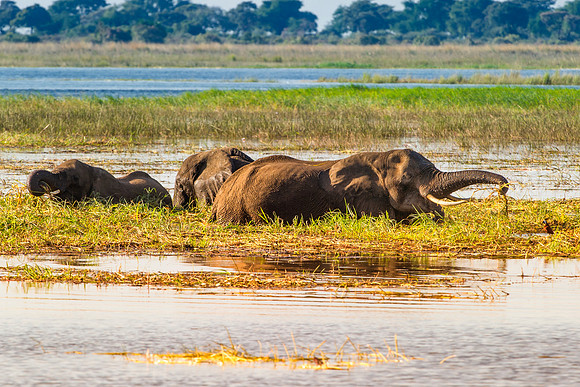 ears, elephant, elephant, illegal, ivory, ivory, jungle, jungle, pack, parks, poaching, poaching, safari, safari, savanna, savanna, trade, trunk, trunk, tusk, tusks, wildlife, wildlife, zoo