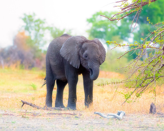 Africa, Africa, Africa, Botswana, Botswana, Chobe, Dumbo, India, Kenya, Kenya, Mara, Masai, Moremi, Namibia, Namibia, Savuti, South, South, Tanzania, Tanzania, Zambia, Zimbabwe, black, "black & white"