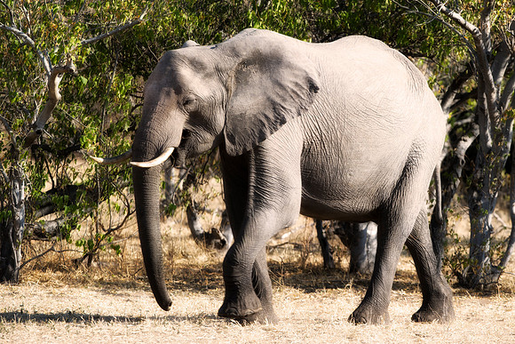 Africa, Africa, Africa, Botswana, Botswana, Chobe, Dumbo, India, Kenya, Kenya, Mara, Masai, Moremi, Namibia, Namibia, Savuti, South, South, Tanzania, Tanzania, Zambia, Zimbabwe, ears, elephant, elepha