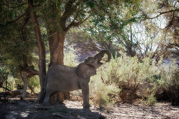 Desert Elephant