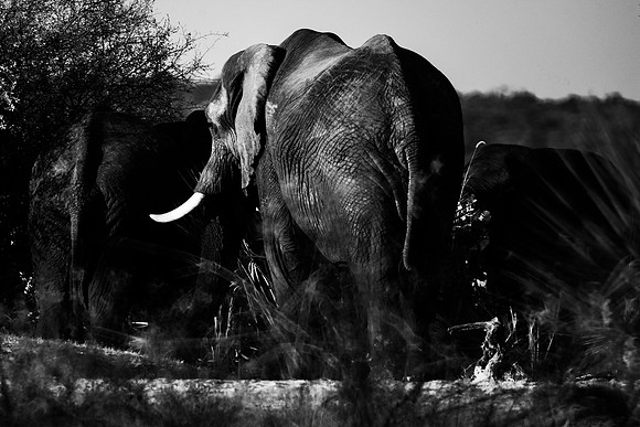 Africa, Africa, Africa, Botswana, Botswana, Chobe, Dumbo, India, Kenya, Kenya, Mara, Masai, Moremi, Namibia, Namibia, Savuti, South, South, Tanzania, Tanzania, Zambia, Zimbabwe, black, "black & white"