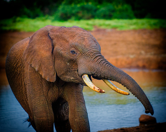 Bertazzoni, Botswana, Chobe, Dumbo, India, Kenya, Mara, Masai, Moremi, Namibia, Namibia, Savuti, "South Africa", Tanzania, Zambia, Zimbabwe, baby, ears, elephant, frica, illegal, ivory, jungle, pack,