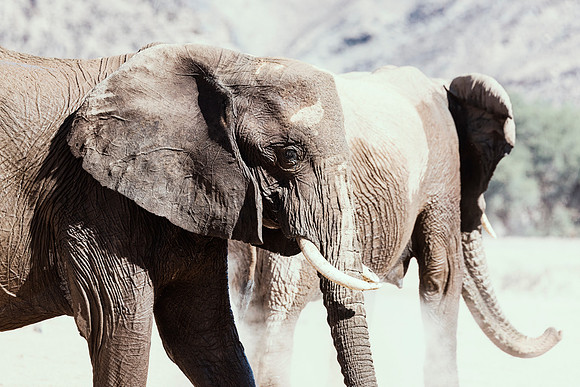 Desert Elephants
