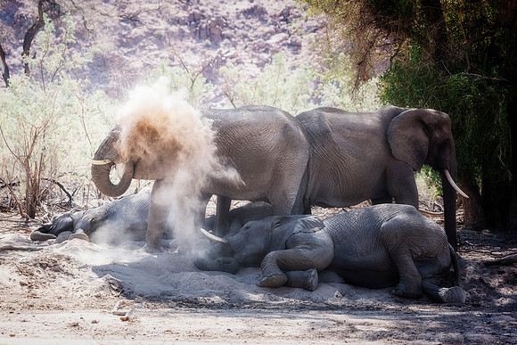 Desert Elephants