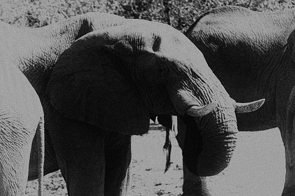 tusks, India, elephant, Kenya, safari, Tanzania, trunk, zoo, ivory, Africa, Botswana, Zambia, Zimbabwe, trophy
