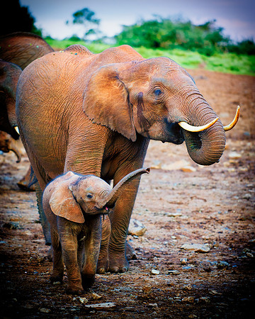 Bertazzoni, Botswana, Chobe, Dumbo, India, Kenya, Mara, Masai, Moremi, Namibia, Namibia, Savuti, "South Africa", Tanzania, Zambia, Zimbabwe, baby, ears, elephant, frica, illegal, ivory, jungle, pack,