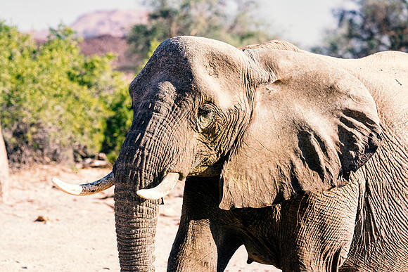 Desert Elephant