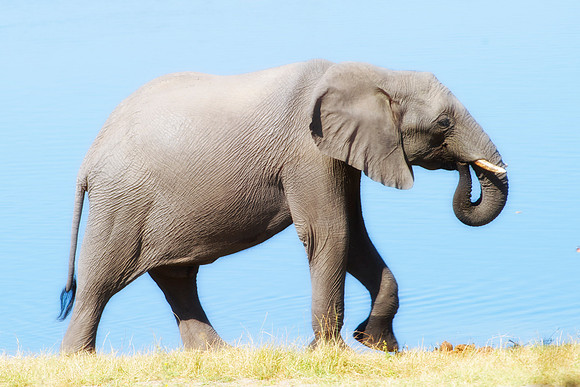 Africa, Africa, Africa, Botswana, Botswana, Chobe, Dumbo, India, Kenya, Kenya, Mara, Masai, Moremi, Namibia, Namibia, Savuti, South, South, Tanzania, Tanzania, Zambia, Zimbabwe, ears, elephant, elepha