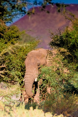 Africa, Bertazzoni, Botswana, Chobe, Dumbo, India, Kenya, Mara, Masai, Moremi, Namibia, Namibia, Savuti, "South Africa", Tanzania, Zambia, Zimbabwe, baby, "black & white", ears, elephant, illegal, ivo