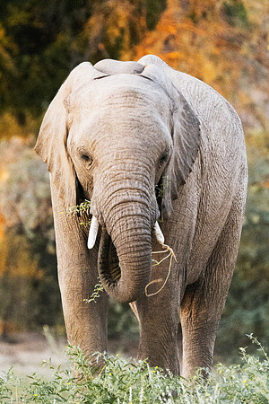 Desert Elephant