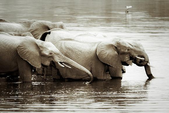 Africa, Africa, Africa, Botswana, Botswana, Chobe, Dumbo, India, Kenya, Kenya, Mara, Masai, Moremi, Namibia, Namibia, Savuti, South, South, Tanzania, Tanzania, Zambia, Zimbabwe, black, "black & white"
