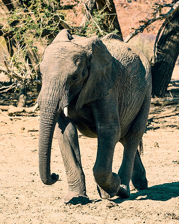 Desert Elephant