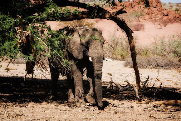Desert Elephant