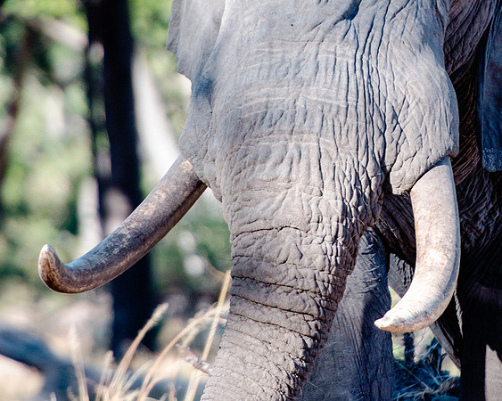 Africa, Africa, Africa, Botswana, Botswana, Chobe, Dumbo, India, Kenya, Kenya, Mara, Masai, Moremi, Namibia, Namibia, Savuti, South, South, Tanzania, Tanzania, Zambia, Zimbabwe, ears, elephant, elepha