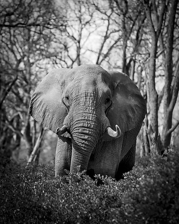 Africa, Africa, Africa, Botswana, Botswana, Chobe, Dumbo, India, Kenya, Kenya, Mara, Masai, Moremi, Namibia, Namibia, Savuti, South, South, Tanzania, Tanzania, Zambia, Zimbabwe, black, "black & white"