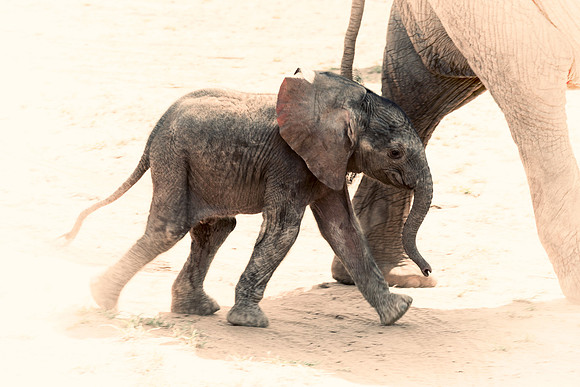 Africa, Bertazzoni, Botswana, Chobe, Dumbo, India, Kenya, Mara, Masai, Moremi, Namibia, Namibia, Savuti, "South Africa", Tanzania, Zambia, Zimbabwe, baby, "black & white", ears, elephant, illegal, ivo