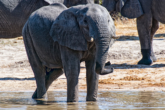 Africa, Botswana, Botswana, Chobe, Dumbo, India, Kenya, Kenya, Masai Mara, Moremi, Namibia, Namibia, Savuti, South Africa, South Africa, Tanzania, Tanzania, Zambia, Zimbabwe, ears, elephant, elephant,