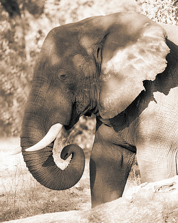 Africa, " South Africa", Botswana, Elephant, Kenya, "black & white", ivory, tusk, poaching, safari, hunting, Kenya, Tanzania, savanna, jungle, skin, trophy