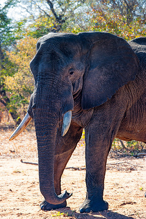 Africa, Africa, Africa, Botswana, Botswana, Chobe, Dumbo, India, Kenya, Kenya, Mara, Masai, Moremi, Namibia, Namibia, Savuti, South, South, Tanzania, Tanzania, Zambia, Zimbabwe, ears, elephant, elepha