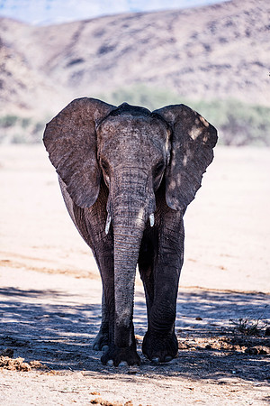 Desert Elephant