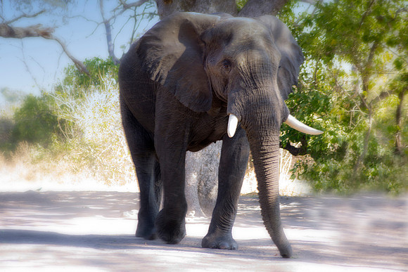 Africa, Botswana, Chobe, Dumbo, Kenya, "Masai Mara", Moremi, Namibia, Savuti, "South Africa", Tanzania, ears, elephant, "illegal trade", ivory, jungle, poaching, safari, savanna, trunk, tusk,India, Ta