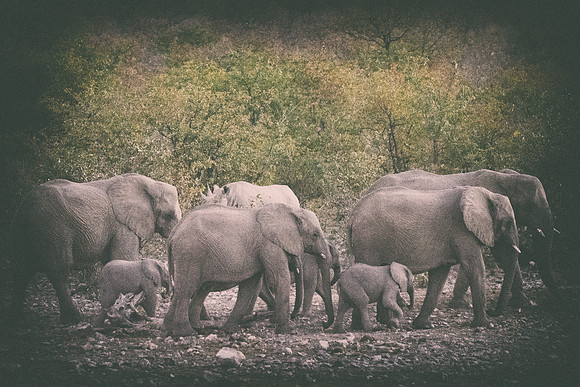 Africa, Bertazzoni, Botswana, Chobe, Dumbo, India, Kenya, Mara, Masai, Moremi, Namibia, Namibia, Savuti, "South Africa", Tanzania, Zambia, Zimbabwe, baby, "black & white", ears, elephant, illegal, ivo