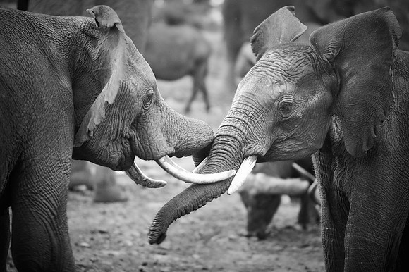 Bertazzoni, Botswana, Chobe, Dumbo, India, Kenya, Mara, Masai, Moremi, Namibia, Namibia, Savuti, "South Africa", Tanzania, Zambia, Zimbabwe, baby, ears, elephant, frica, illegal, ivory, jungle, pack,