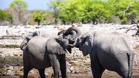 Elephants - Etosha