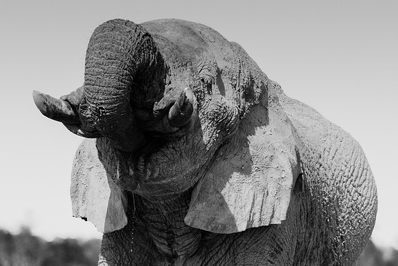 Africa, Africa, Africa, Botswana, Botswana, Chobe, Dumbo, India, Kenya, Kenya, Mara, Masai, Moremi, Namibia, Namibia, Savuti, South, South, Tanzania, Tanzania, Zambia, Zimbabwe, black, "black & white"