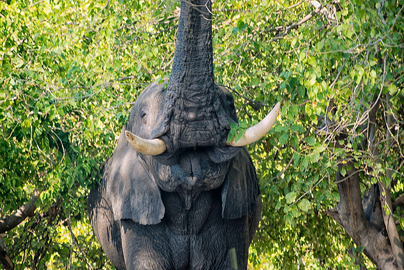 Africa, Botswana, Chobe, Dumbo, Kenya, "Masai Mara", Moremi, Namibia, Savuti, "South Africa", Tanzania, ears, elephant, "illegal trade", ivory, jungle, poaching, safari, savanna, trunk, tusk,India, Ta