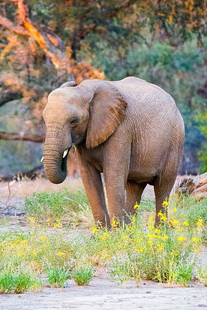 Bertazzoni, Botswana, Chobe, Dumbo, India, Kenya, Mara, Masai, Moremi, Namibia, Namibia, Savuti, "South Africa", Tanzania, Zambia, Zimbabwe, baby, "black & white", ears, elephant, frica, illegal, ivor