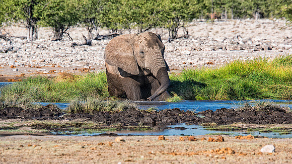 Bull Elephant - Etosha