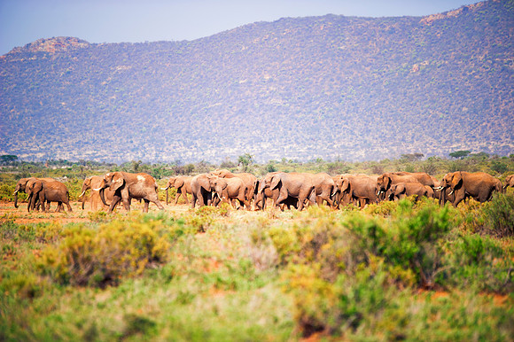 Bertazzoni, Botswana, Chobe, Dumbo, India, Kenya, Mara, Masai, Moremi, Namibia, Namibia, Savuti, "South Africa", Tanzania, Zambia, Zimbabwe, baby, "black & white", ears, elephant, frica, illegal, ivor