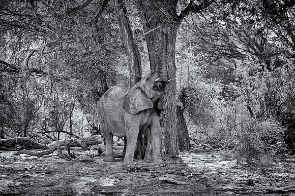 Desert Elephant