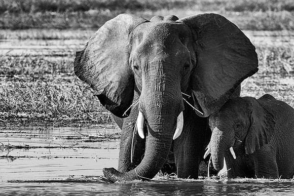 Africa, Africa, Africa, Botswana, Botswana, Chobe, Dumbo, India, Kenya, Kenya, Mara, Masai, Moremi, Namibia, Namibia, Savuti, South, South, Tanzania, Tanzania, Zambia, Zimbabwe, black & white, ears, e