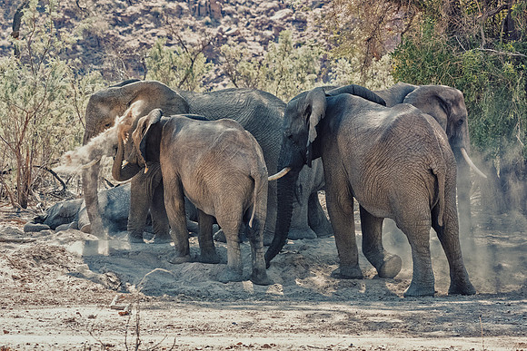 Desert Elephants