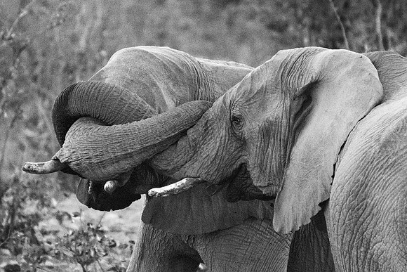 Africa, Bertazzoni, Botswana, Chobe, Dumbo, India, Kenya, Mara, Masai, Moremi, Namibia, Namibia, Savuti, "South Africa", Tanzania, Zambia, Zimbabwe, baby, "black & white", ears, elephant, illegal, ivo