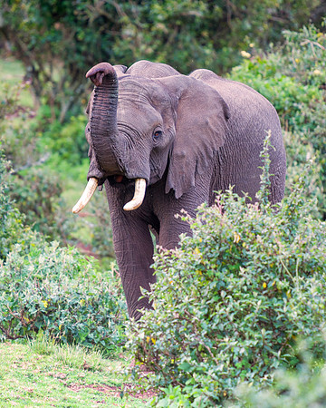 Bertazzoni, Botswana, Chobe, Dumbo, India, Kenya, Mara, Masai, Moremi, Namibia, Namibia, Savuti, "South Africa", Tanzania, Zambia, Zimbabwe, baby, ears, elephant, frica, illegal, ivory, jungle, pack,